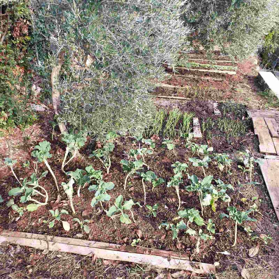 Mary'S Garden Vila Tulisevica Exterior foto