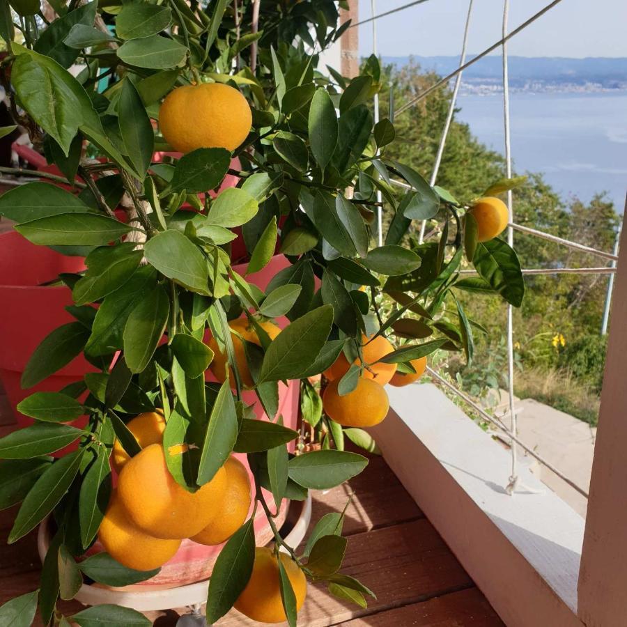 Mary'S Garden Vila Tulisevica Exterior foto