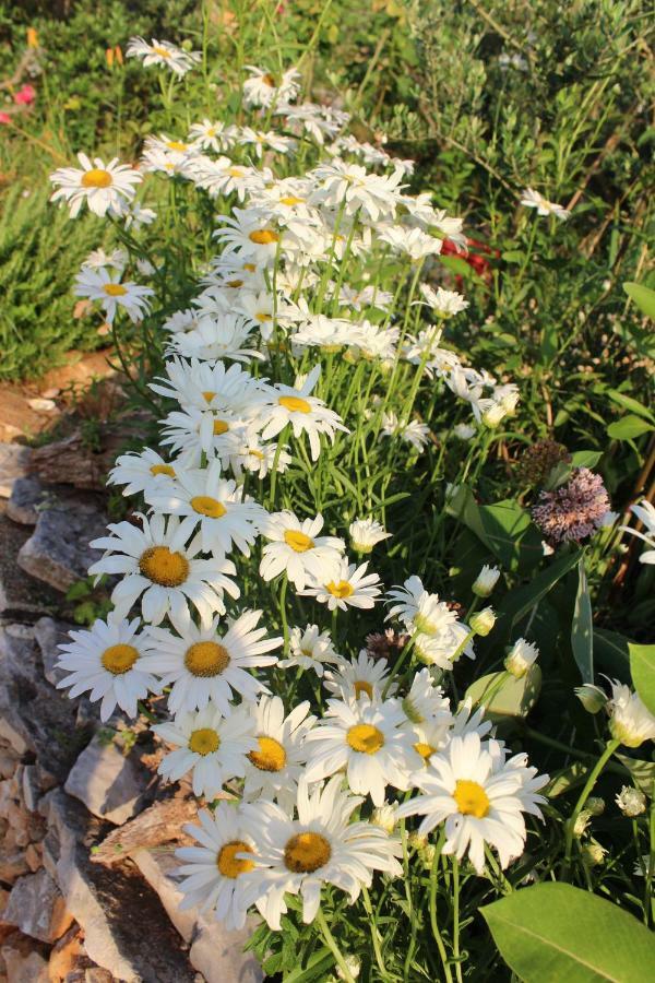 Mary'S Garden Vila Tulisevica Exterior foto