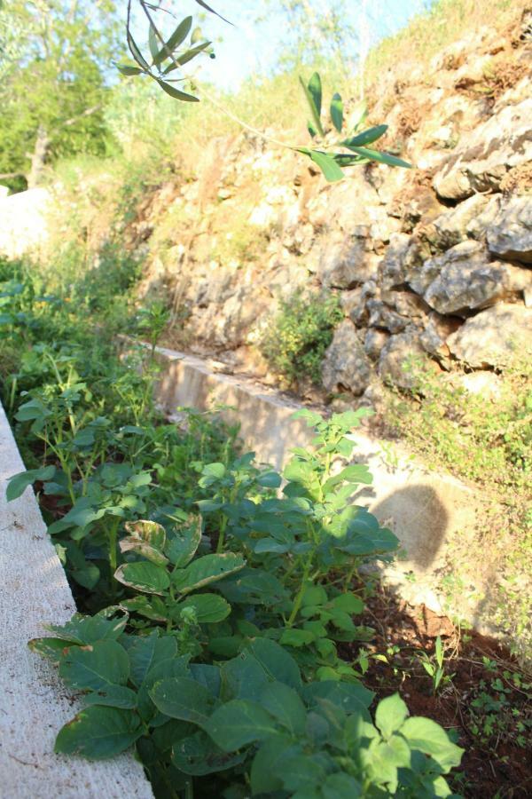 Mary'S Garden Vila Tulisevica Exterior foto